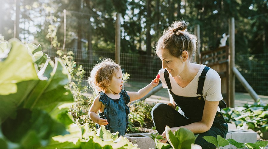 Een moeder en haar babydochter plukken verse aardbeien uit hun tuin op een warme late zomerochtend bij hun huis. De foto is genomen in de staat Washington.