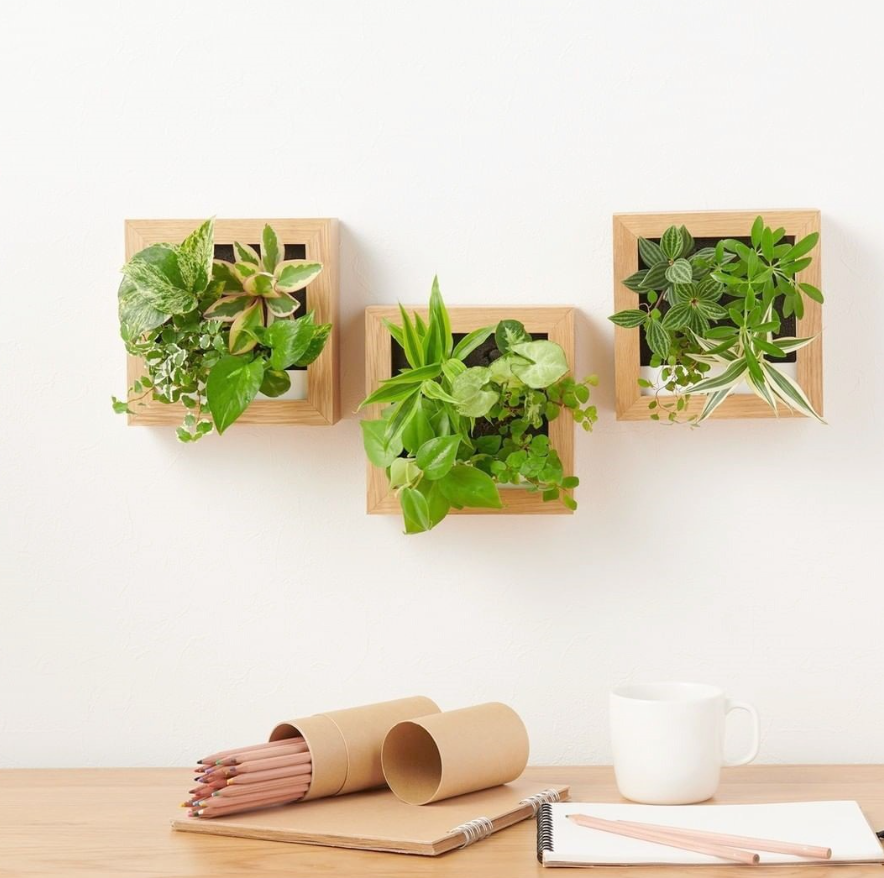 In de afbeelding is een plantframe te zien, een uniek beeld van trendy en natuurlijke producten.