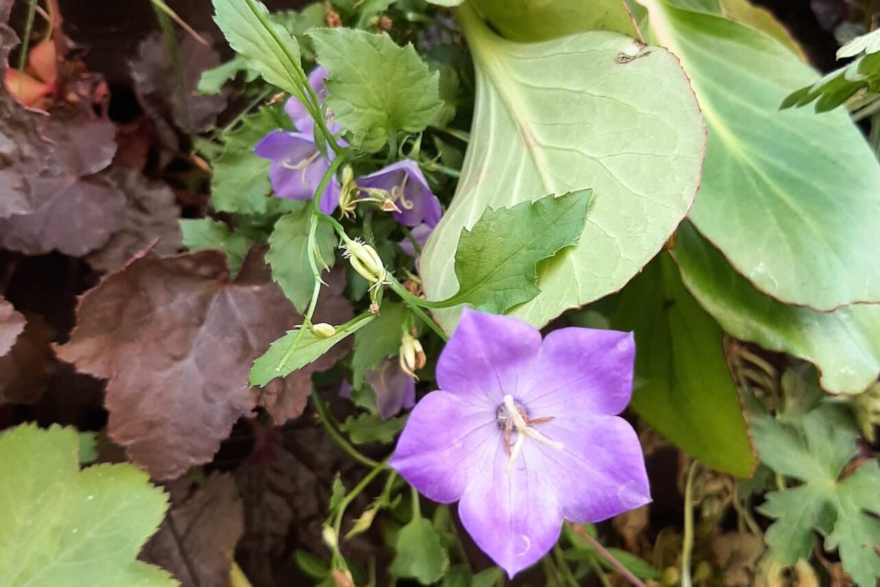 Close-Up proefopstelling buiten