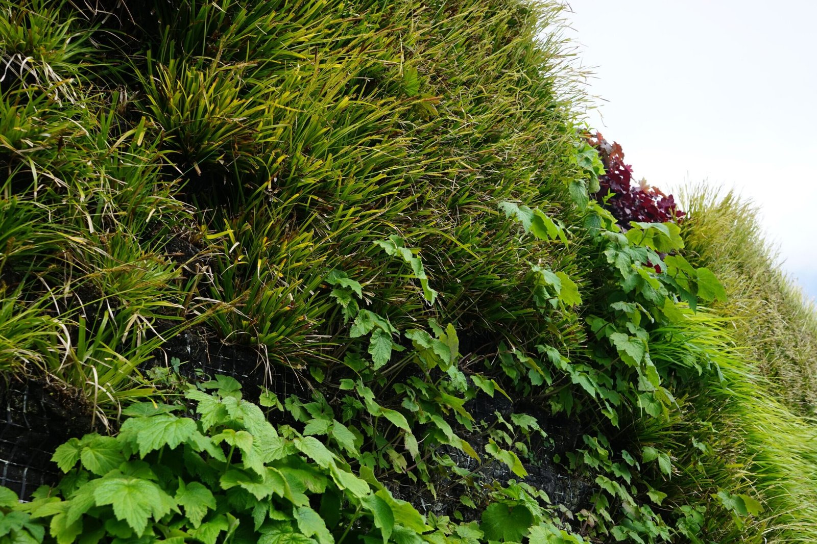 Een beeld van de groene gevel aan de school: '''t Vierschip''.