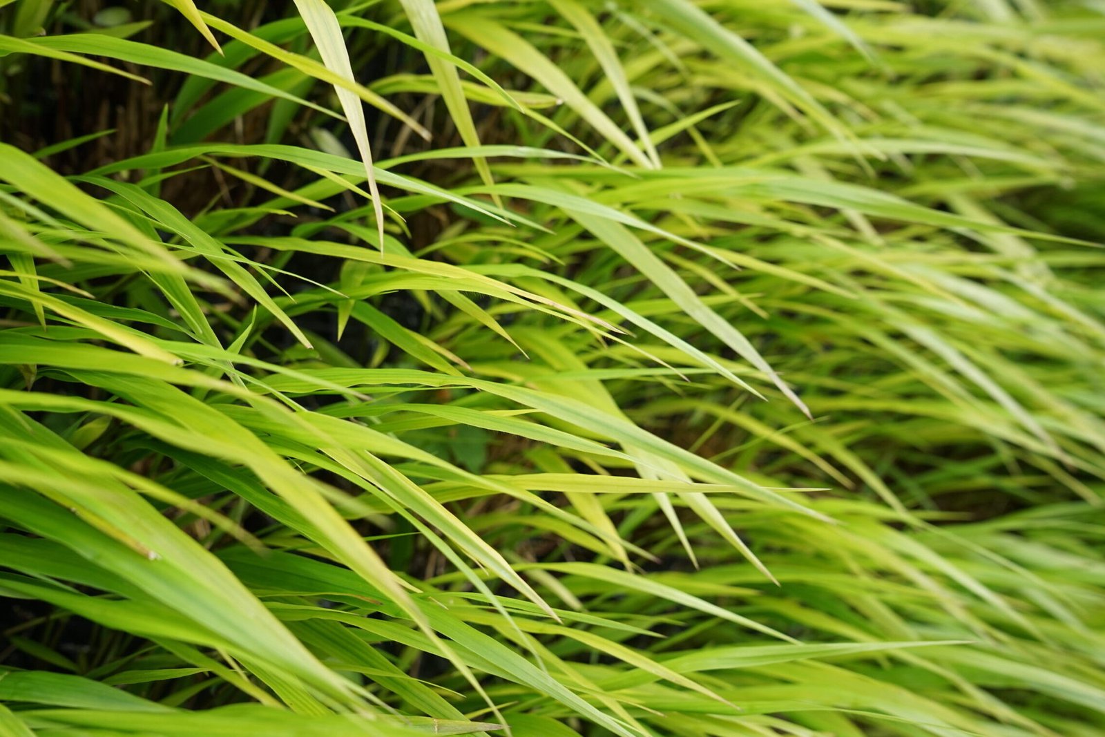 Een close-up van de ''Carex Oshimensis'' in de groene gevel aan de school: '''t Vierschip''.
