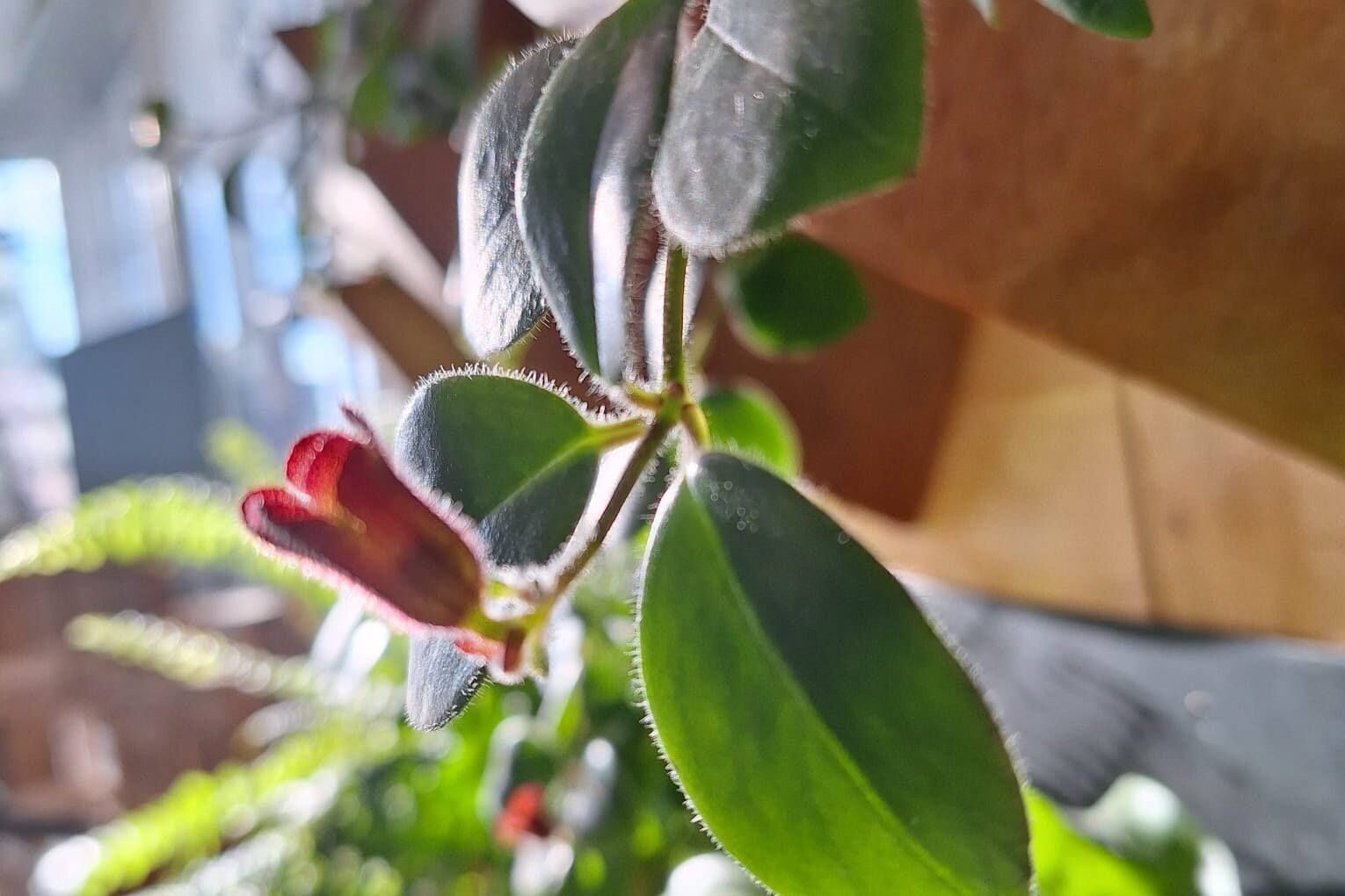 Close-up van proefopstelling gemaakt van onderzoek groene gevel binnen