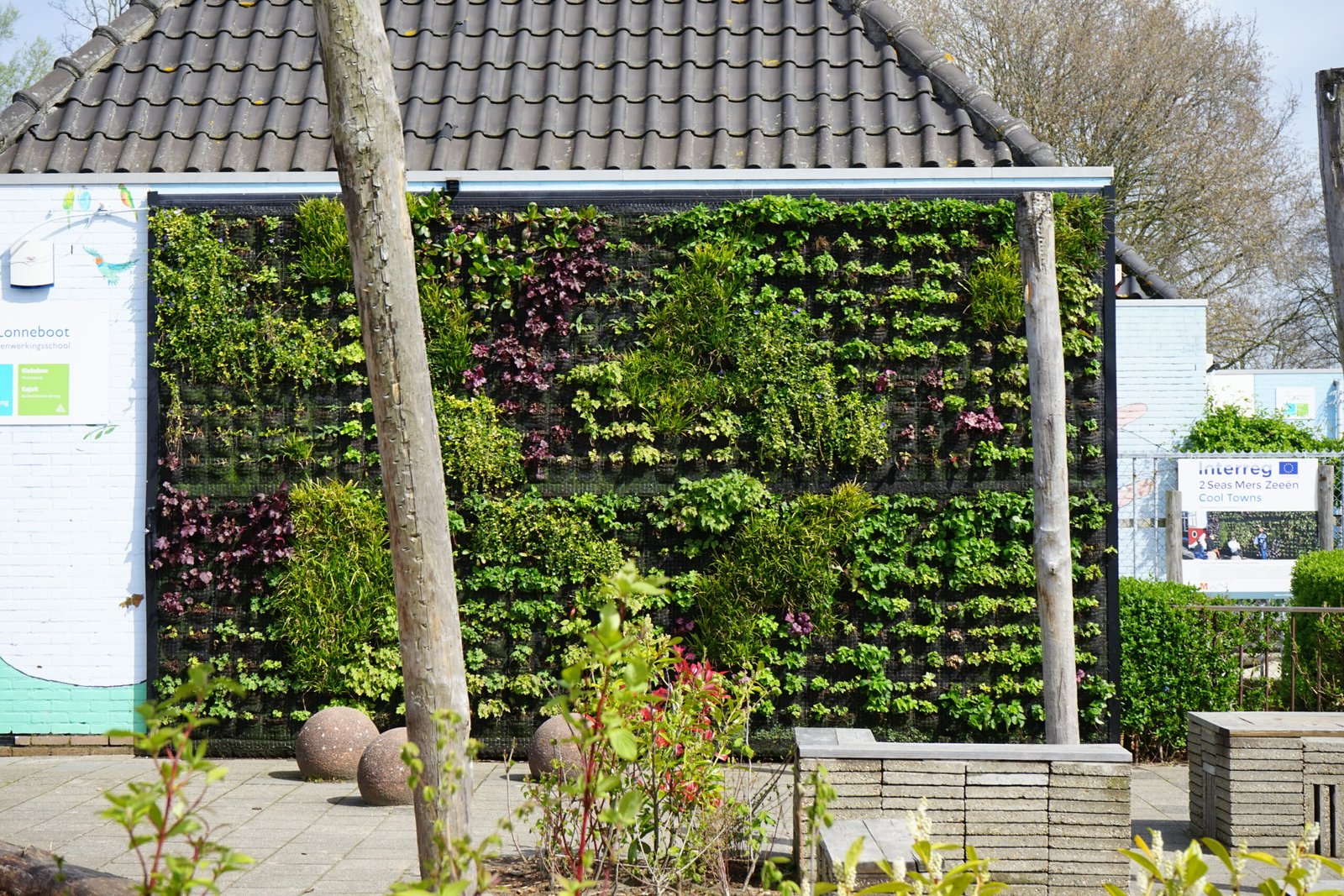 Een beeld van de groene gevel aan ''De Lonneboot'' na de voorjaarssnoei.