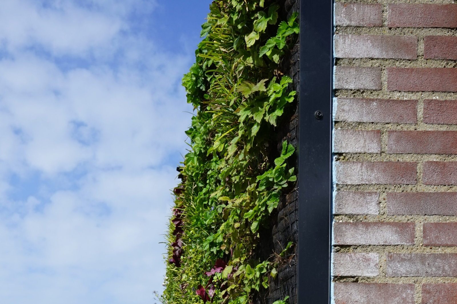 Een zijaanzicht van de groene gevel aan de school: ''De Lonneboot''.