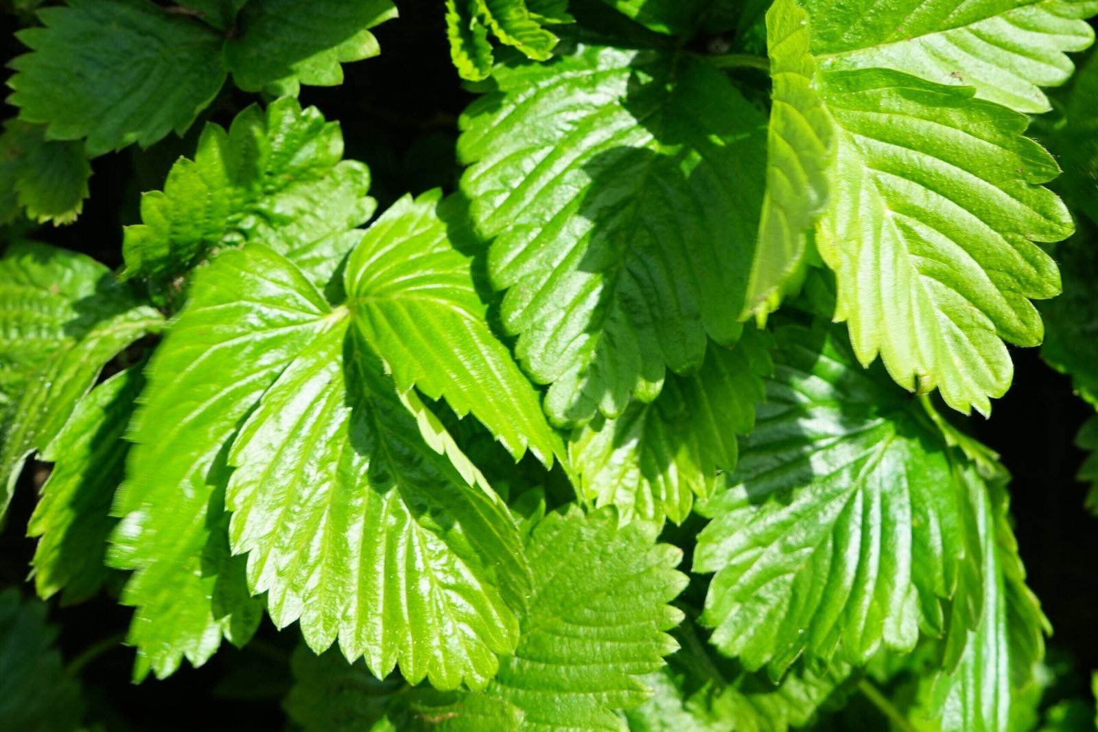 Een close-up van de Fragaria Vesca, ook wel: ´´Bosaardbeid´´. Deze is verwerkt in de groene gevel van de ''De Lonneboot''