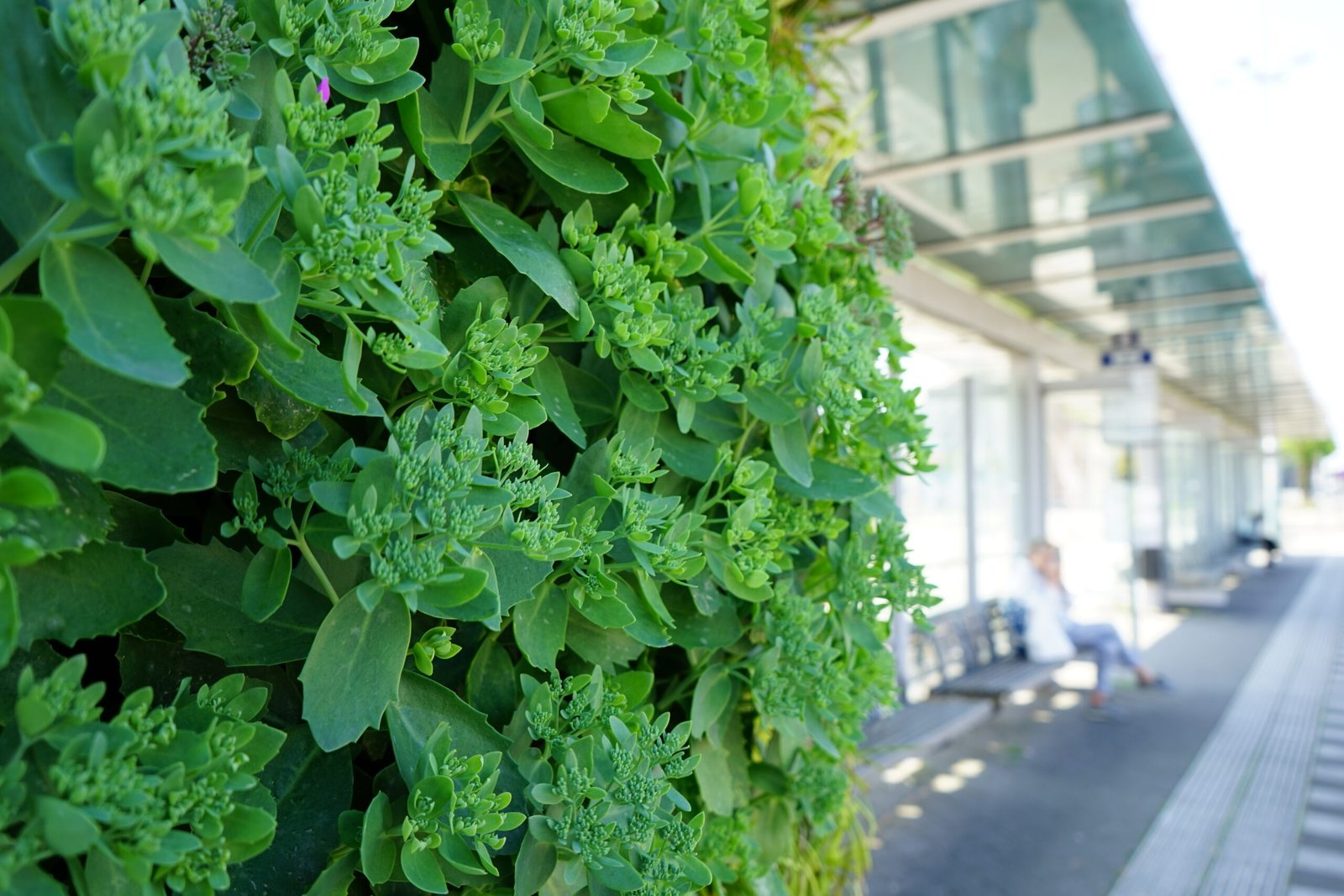 Een close-up van een deel van de groene gevel aan de bushalte van station Middelburg na onderhoud.