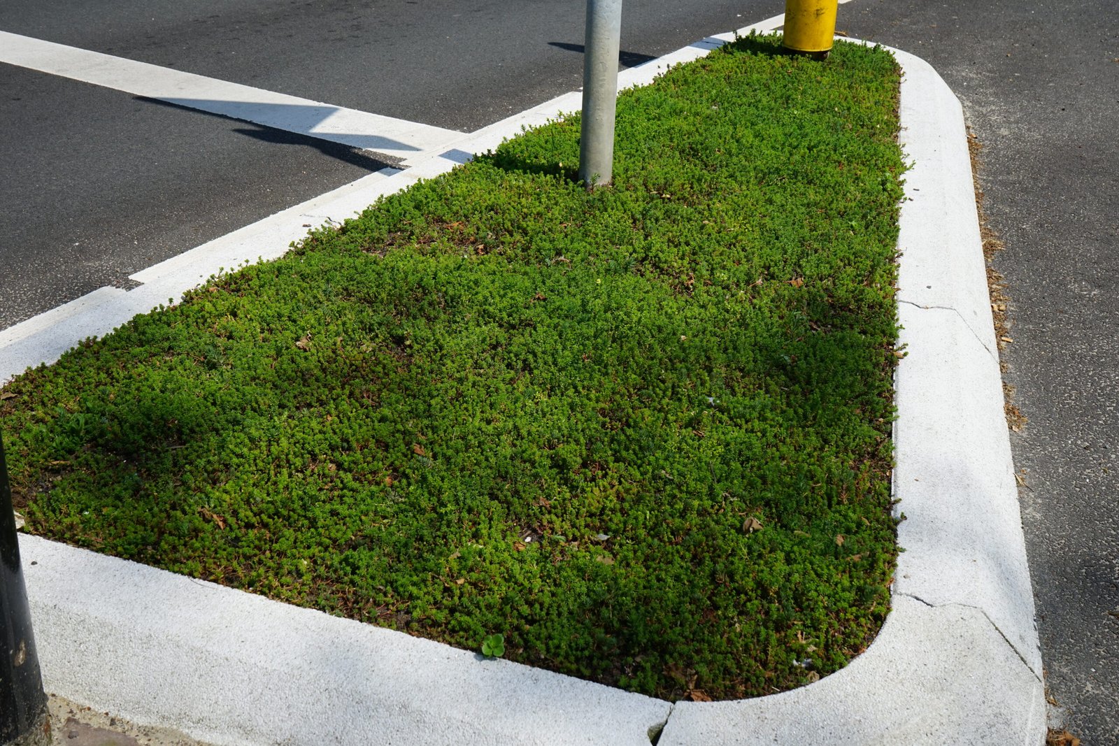 Een beeld van 1 van 6 vluchtheuvels/middenbermen op het kruispunt Seisplein in Middelburg. Op de berm is sedum door BotanicArch geplaatst.