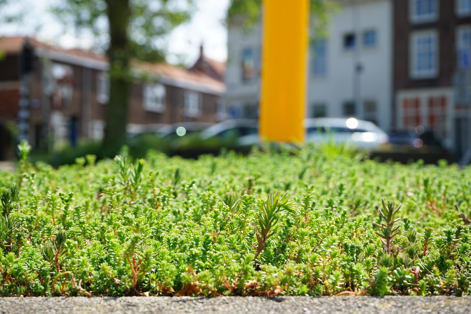 Een close-up van vluchtheuvels/middenbermen op het kruispunt Seisplein in Middelburg. Op de berm is sedum door BotanicArch geplaatst.