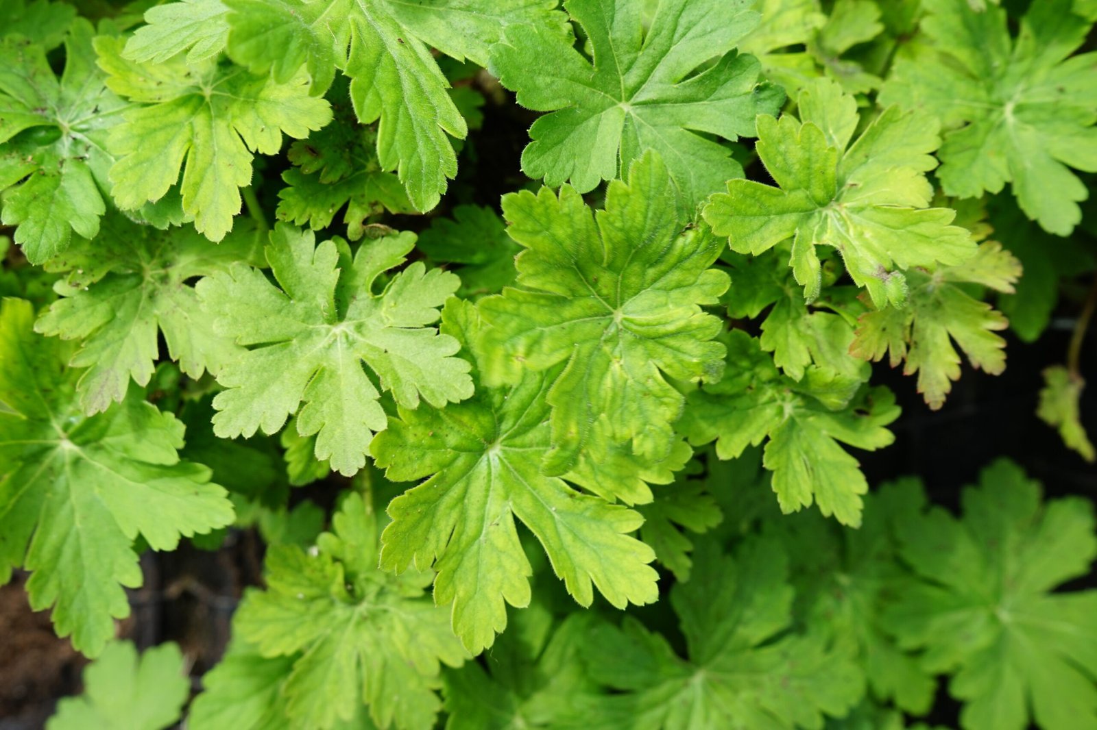 Een close-up van de groene gevel aan het Stadskantoor van Gemeente Middelburg na onderhoud.