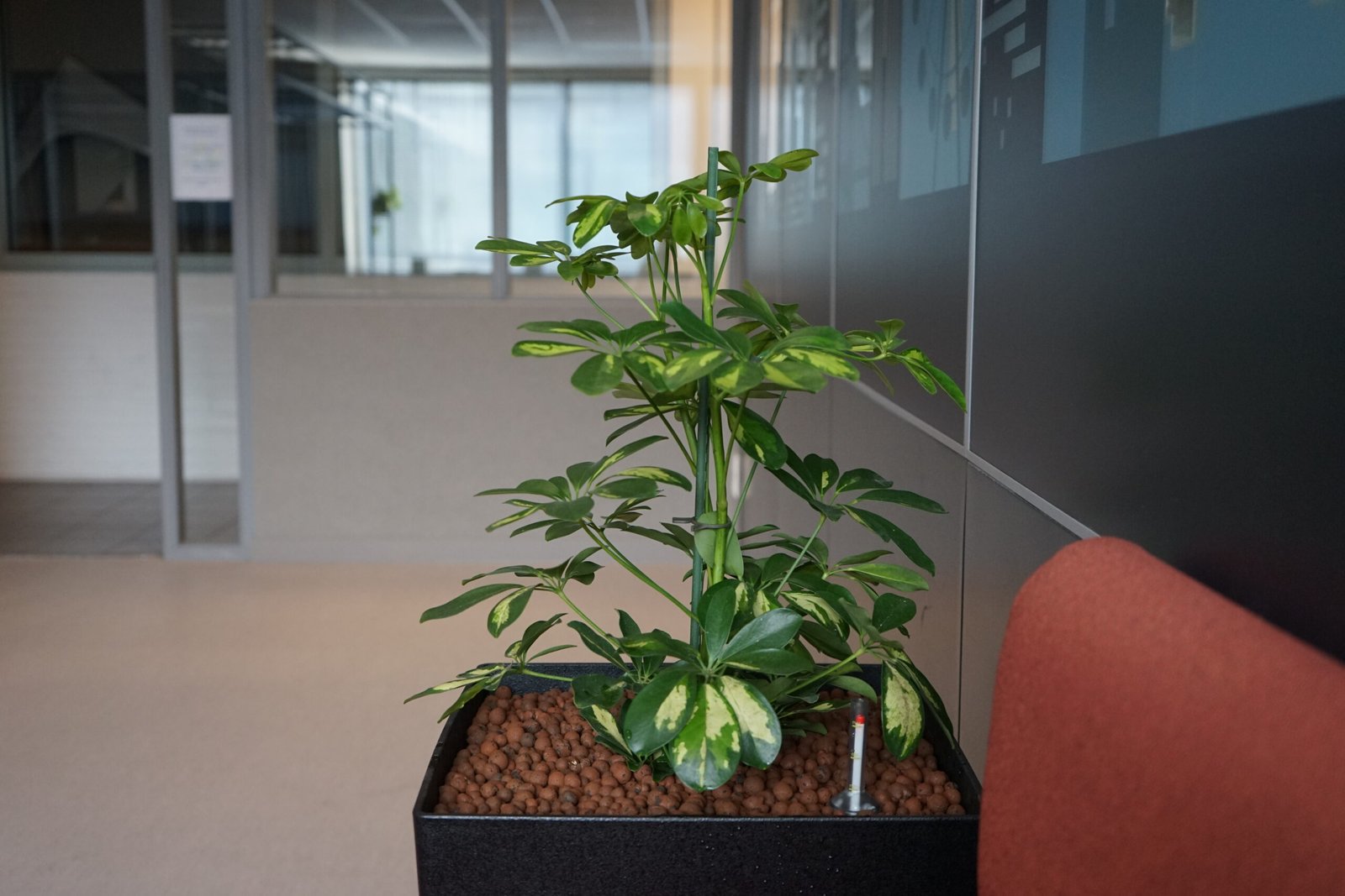 Een close-up van een hangplant op hydrocultuur ter plaatse van de lounge in het Scheldebouw kantoor