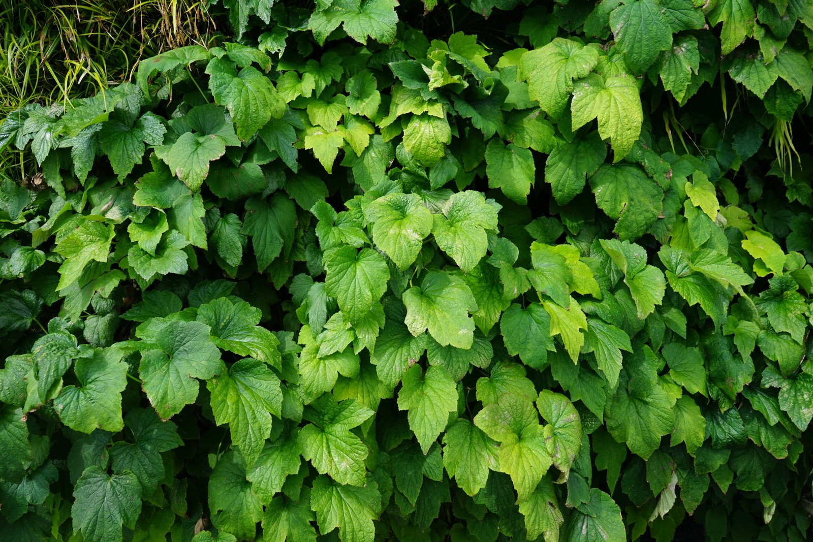 Een close-up van de ''Anemone'' in de groene gevel aan de school: '''t Vierschip''.