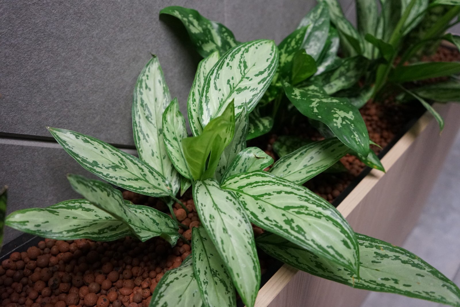 Een close-up van planten op hydrocultuur ter plaatse van de werkplekken in het Scheldebouw kantoor