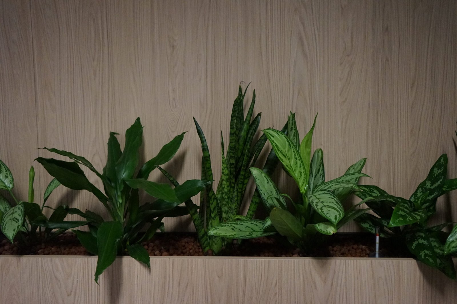 Planten op hydrocultuur ter plaatse van de werkplekken in het Scheldebouw kantoor