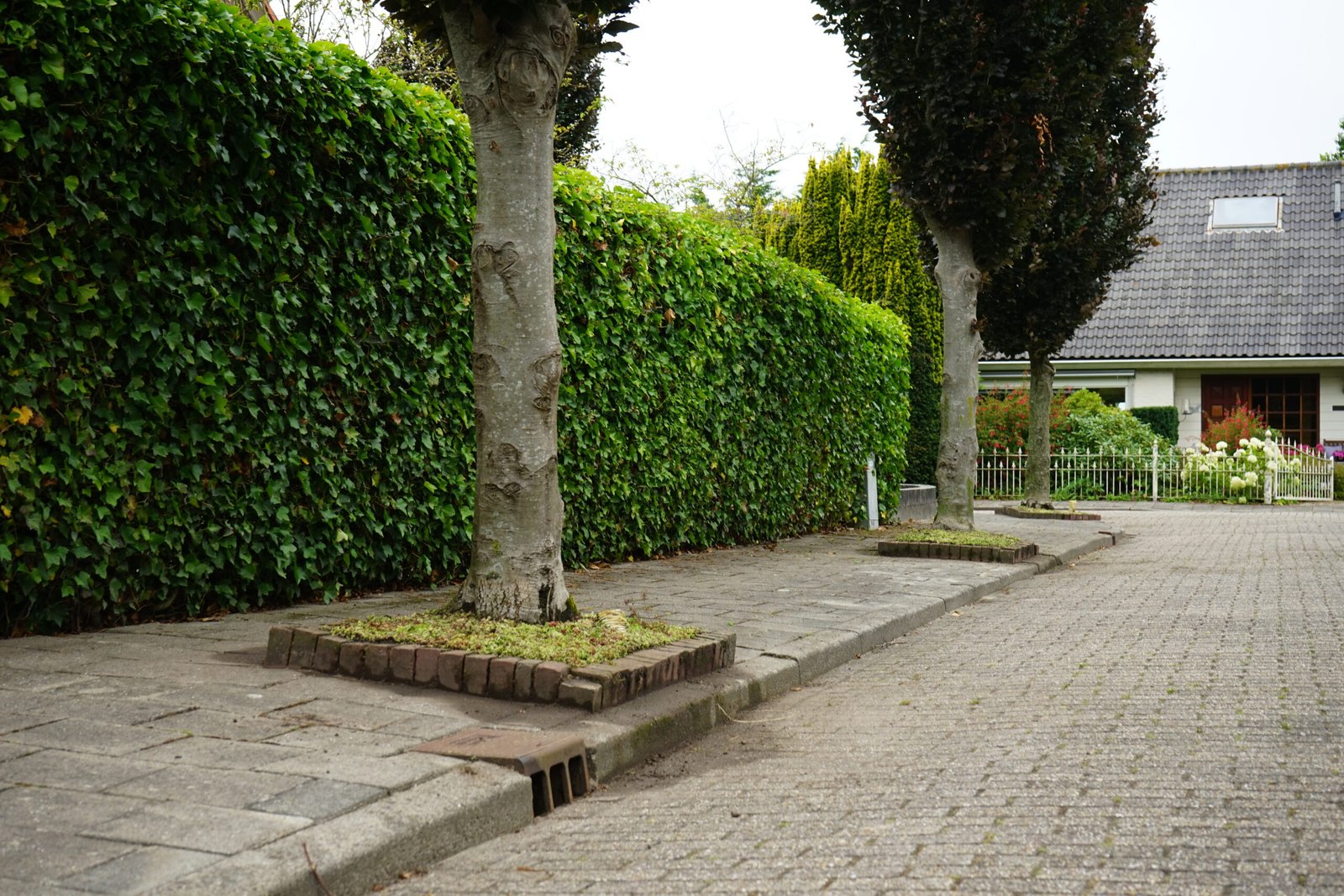 Een beeld van sedum in een perkje onder een boom op de Van Borsselenlaan te St. Laurens in Middelburg.