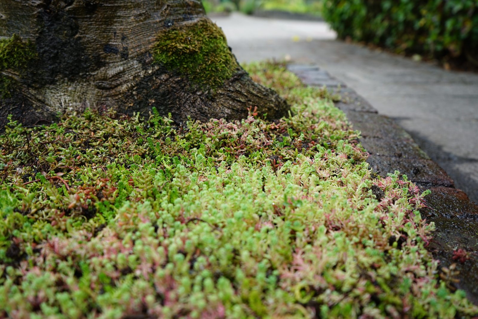 Een close-up van sedum in een perkje onder een boom op de Van Borsselenlaan te St. Laurens in Middelburg.