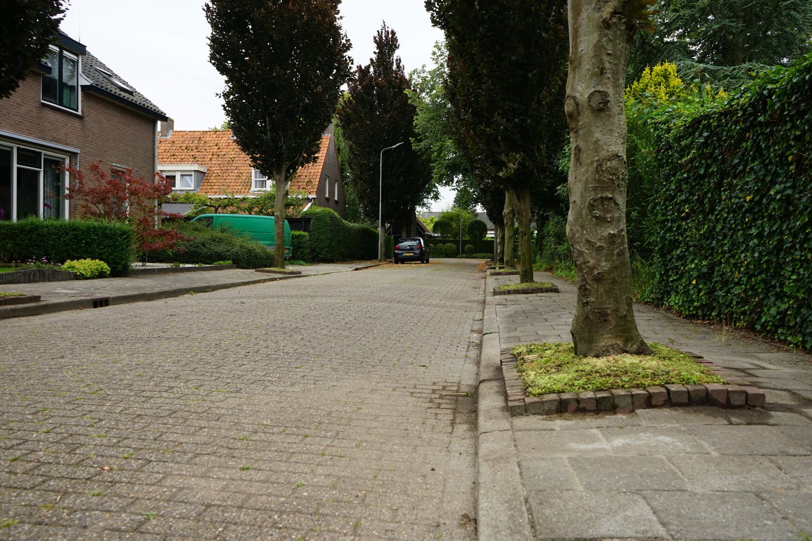 Een beeld van sedum in een perkje onder een boom op de Van Borsselenlaan te St. Laurens in Middelburg.