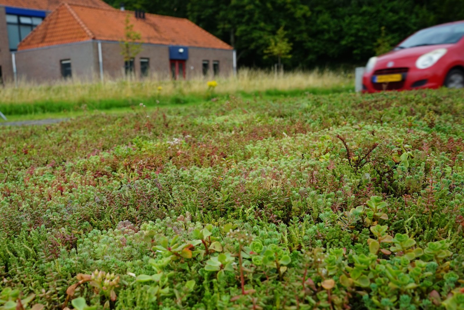 Een close-up van een vluchtheuvel gelegen op Noordweg te St. Laurens in Middelburg. Op de berm is sedum door BotanicArch geplaatst.