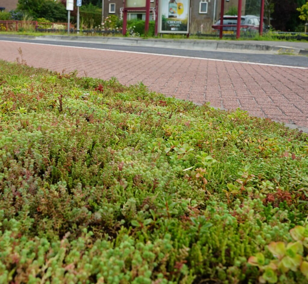 Een close-up van een vluchtheuvel gelegen op Noordweg te St. Laurens in Middelburg. Op de berm is sedum door BotanicArch geplaatst.