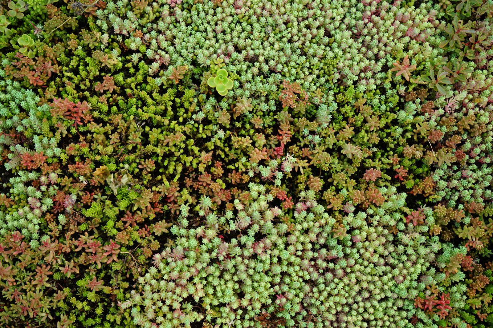 Een close-up van een vluchtheuvel gelegen op Noordweg te St. Laurens in Middelburg. Op de berm is sedum door BotanicArch geplaatst.