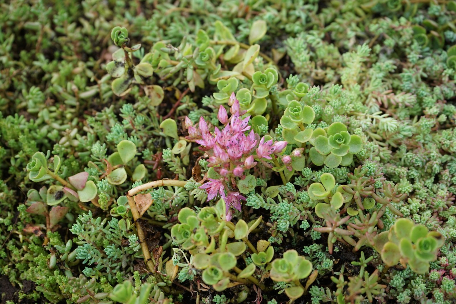 Een close-up van een vluchtheuvel gelegen op Noordweg te St. Laurens in Middelburg. Op de berm is sedum door BotanicArch geplaatst.