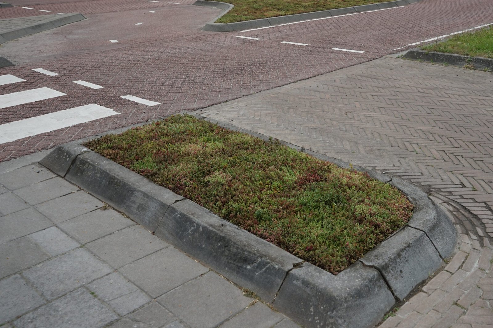 Een beeld van een vluchtheuvel gelegen op Noordweg te St. Laurens in Middelburg. Op de berm is sedum door BotanicArch geplaatst.