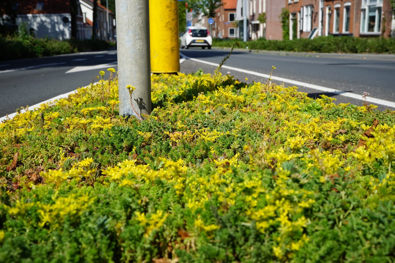 Een close-up van vluchtheuvels/middenbermen op het kruispunt Seisplein in Middelburg. Op de berm is sedum door BotanicArch geplaatst. Deze foto is een aantal weken na plaatsen, genomen.