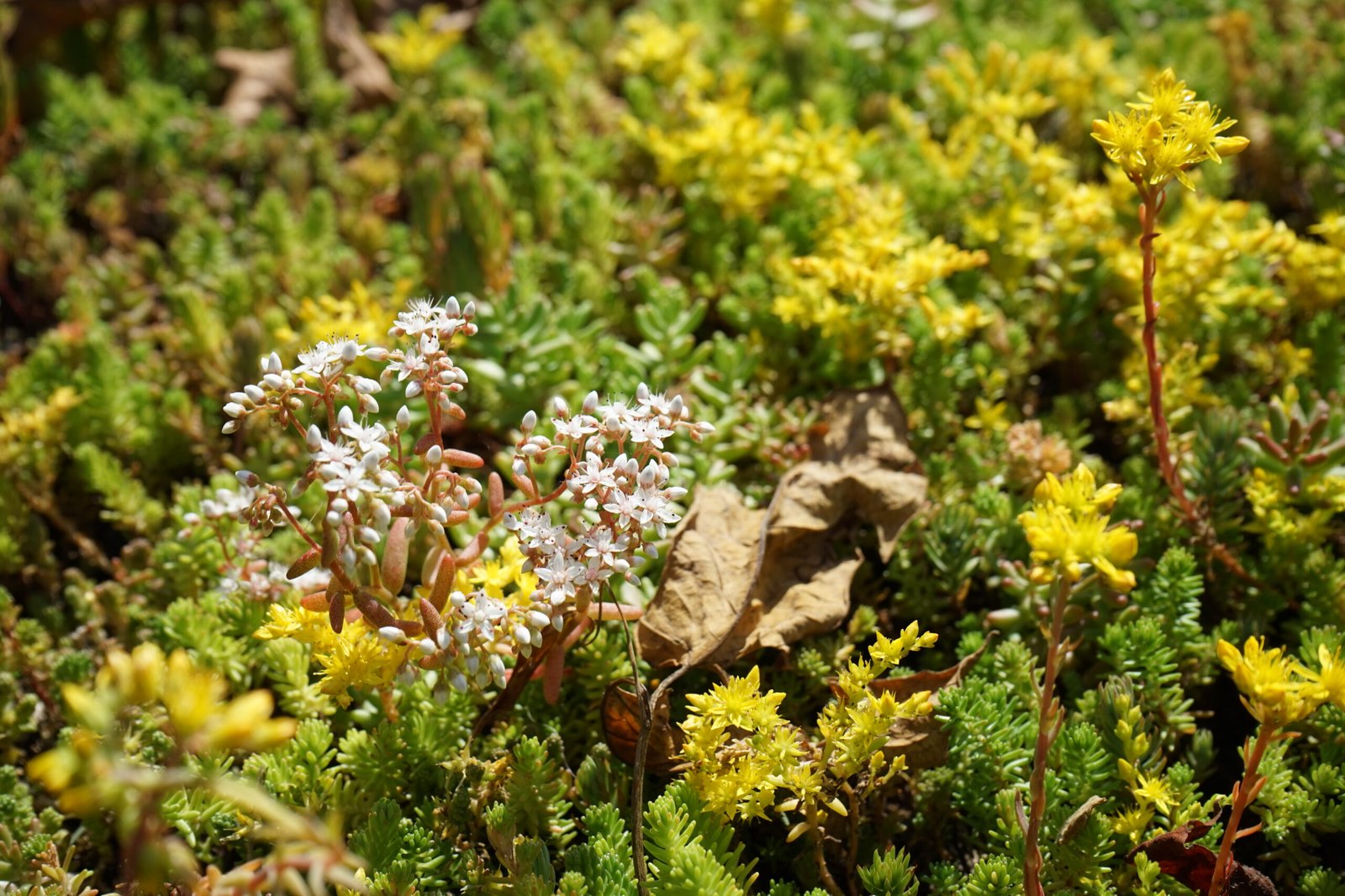 Een close-up van vluchtheuvels/middenbermen op het kruispunt Seisplein in Middelburg. Op de berm is sedum door BotanicArch geplaatst. Deze foto is een aantal weken na plaatsen, genomen.