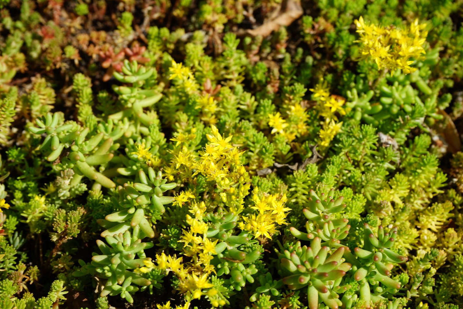 Een close-up van vluchtheuvels/middenbermen op het kruispunt Seisplein in Middelburg. Op de berm is sedum door BotanicArch geplaatst. Deze foto is een aantal weken na plaatsen, genomen.
