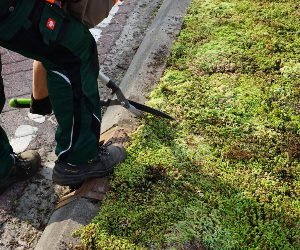 Een beeld van een vluchtheuvel gelegen op Noordweg te St. Laurens in Middelburg. Op de berm is sedum door BotanicArch geplaatst. Hier wordt het sedum op maat geknipt.