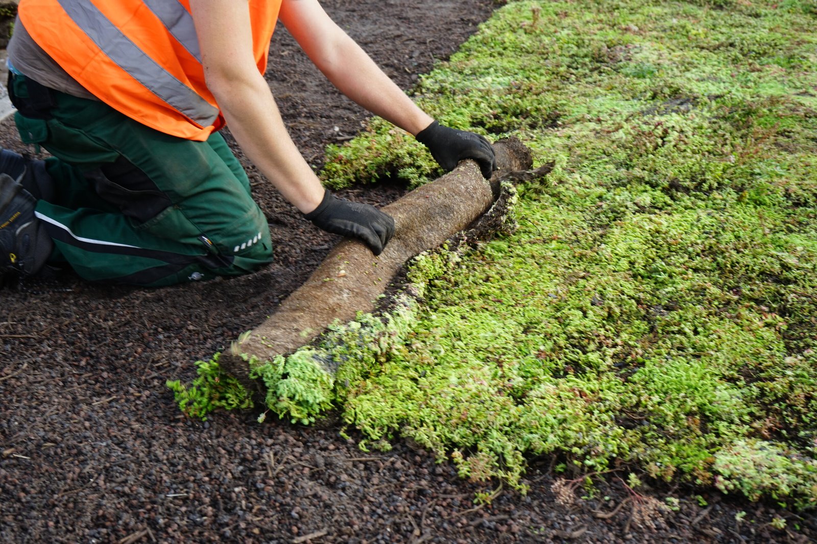 Een beeld van een vluchtheuvel gelegen op Noordweg te St. Laurens in Middelburg. Op de berm is sedum door BotanicArch geplaatst. Hier zie je het leggen van sedum in proces. 