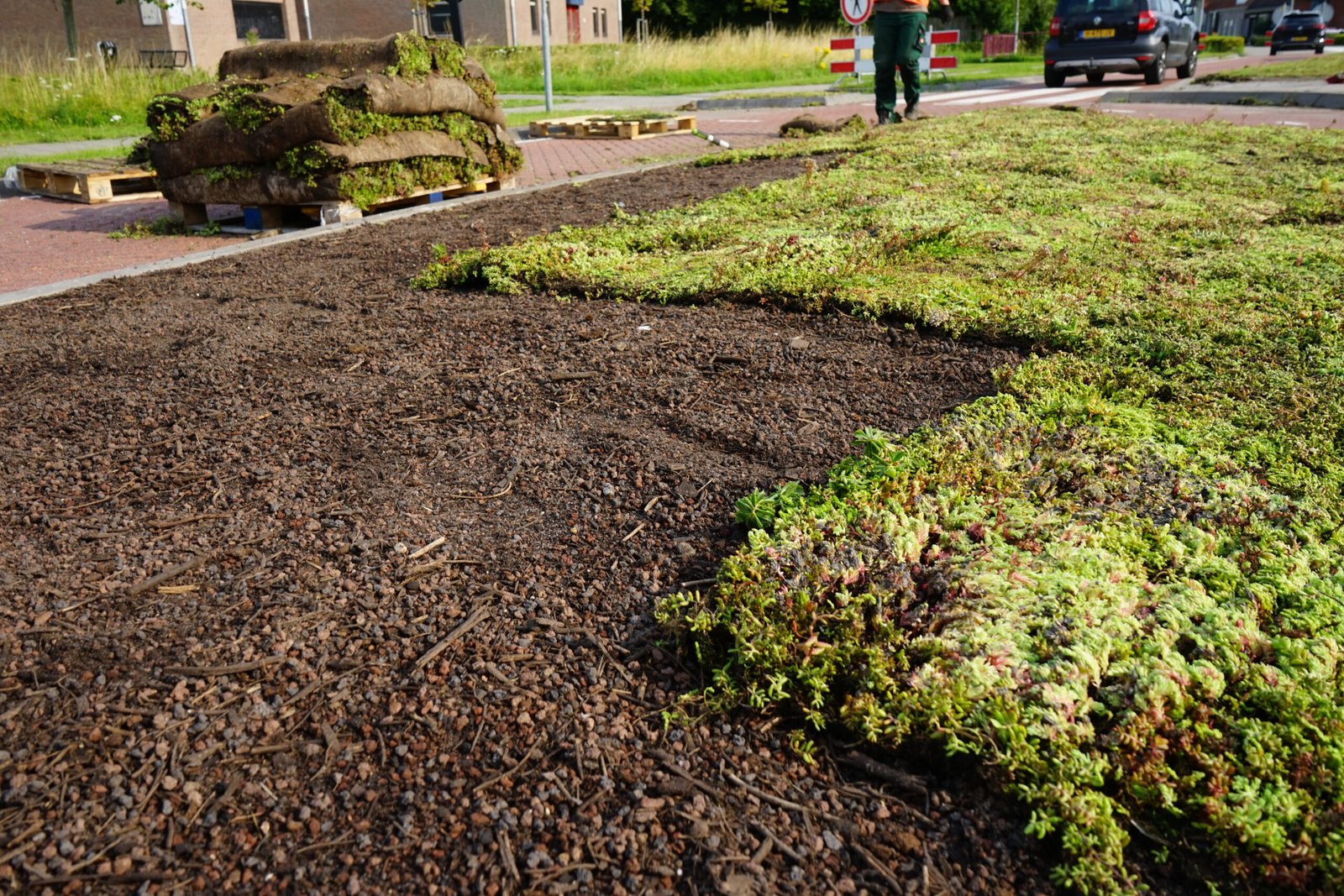 Een beeld van een vluchtheuvel gelegen op Noordweg te St. Laurens in Middelburg. Op de berm is sedum door BotanicArch geplaatst. Hier zie je het leggen van sedum in proces. 